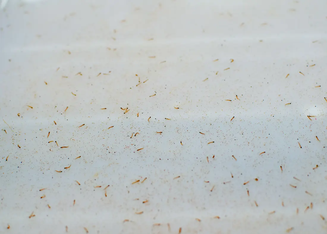 Close-up of mosquito larvae floating on the surface of water