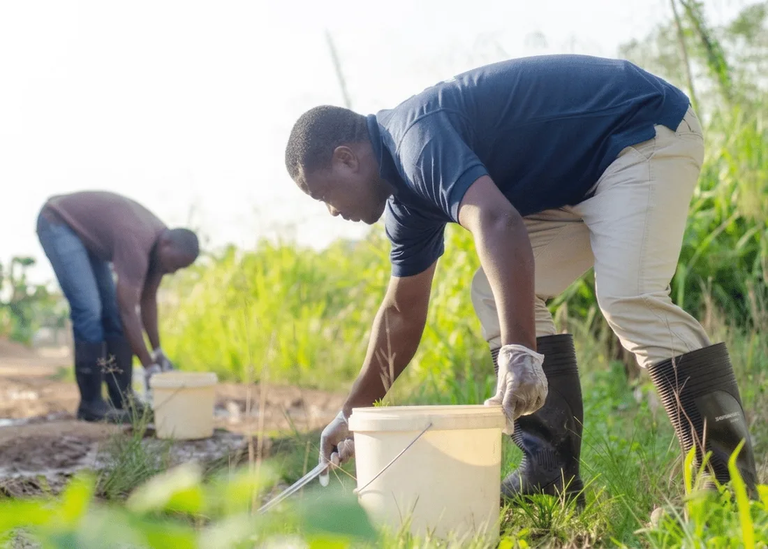 Two field officers with buckets apply larvicide to a grassy breeding site